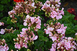 Savannah Pink Shades Geranium (Pelargonium 'Savannah Pink Shades') at Lakeshore Garden Centres