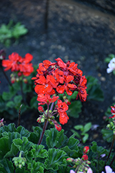 Savannah Bright Red Geranium (Pelargonium 'Savannah Bright Red') at Lakeshore Garden Centres