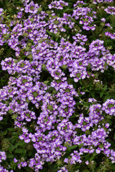 Vanessa Bicolor Indigo Verbena (Verbena 'Vanessa Bicolor Indigo') at Lakeshore Garden Centres