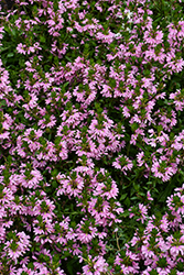 Whirlwind Pink Fan Flower (Scaevola aemula 'Whirlwind Pink') at Lakeshore Garden Centres