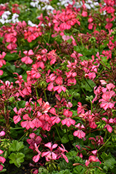 Glory Days Pink Bicolor Geranium (Pelargonium 'Glory Days Pink Bicolor') at Lakeshore Garden Centres