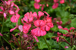 Glory Days Pink Bicolor Geranium (Pelargonium 'Glory Days Pink Bicolor') at Lakeshore Garden Centres