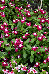 Nirvana XDR Cranberry Halo Vinca (Catharanthus roseus 'Nirvana XDR Cranberry Halo') at Lakeshore Garden Centres