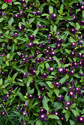 Nirvana XDR Blackberry Vinca (Catharanthus roseus 'Nirvana XDR Blackberry') at Lakeshore Garden Centres