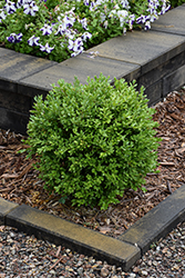 Neatball Boxwood (Buxus microphylla 'NSBBL') at Lakeshore Garden Centres