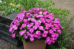 Solarscape XL Pink Jewel Impatiens (Impatiens 'PAS1498989') at Lakeshore Garden Centres