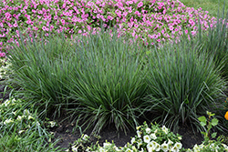 Savannah Ruby Grass (Melinis nerviglumis 'Savannah') at Lakeshore Garden Centres