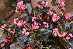 Birthday Bash Raspberry Sherbet Begonia (Begonia 'Birthday Bash Raspberry Sherbet') at Lakeshore Garden Centres