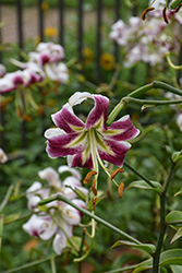Black Beauty Lily (Lilium 'Black Beauty') at Lakeshore Garden Centres