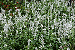 Unplugged White Salvia (Salvia 'DPWSAFUWHT') at Lakeshore Garden Centres