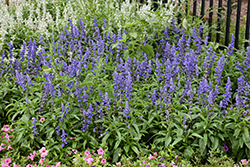 Unplugged So Blue Salvia (Salvia farinacea 'G14251') at Lakeshore Garden Centres