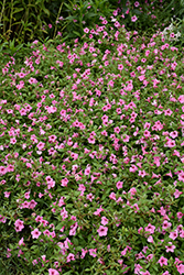 Dekko Maxx Pink Petunia (Petunia 'Dekko Maxx Pink') at Lakeshore Garden Centres