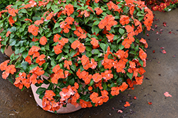 Beacon Orange Impatiens (Impatiens walleriana 'PAS1377331') at Lakeshore Garden Centres