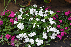 Imara XDR White Impatiens (Impatiens walleriana 'Imara XDR White') at Lakeshore Garden Centres