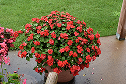 Beacon Bright Red Impatiens (Impatiens walleriana 'PAS1413665') at Lakeshore Garden Centres