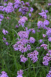 Vanity Verbena (Verbena bonariensis 'Vanity') at Lakeshore Garden Centres