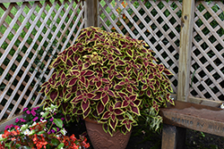 Crimson Gold Coleus (Solenostemon scutellarioides 'Crimson Gold') at Lakeshore Garden Centres