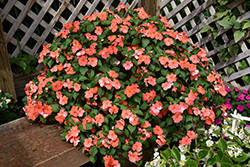 Beacon Salmon Impatiens (Impatiens walleriana 'PAS1357835') at Lakeshore Garden Centres