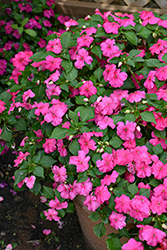 Beacon Rose Impatiens (Impatiens walleriana 'Beacon Rose') at Lakeshore Garden Centres