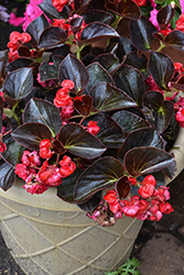 Birthday Bash Chocolate Cherry Begonia (Begonia 'Birthday Bash Chocolate Cherry') at Lakeshore Garden Centres