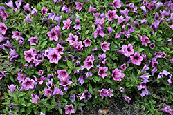 Dekko Rose Vein Petunia (Petunia 'Dekko Rose Vein') at Lakeshore Garden Centres