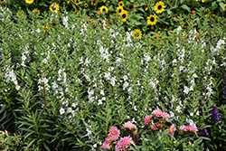 Angelface White Angelonia (Angelonia angustifolia 'Anwhitim') at Lakeshore Garden Centres