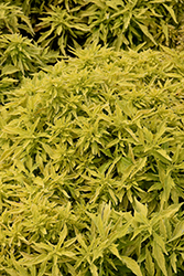 ColorBlaze Mini Me Charteuse Coleus (Solenostemon scutellarioides 'Mini Me Chartreuse') at Lakeshore Garden Centres