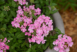 Empress Sun Kiss Pink Verbena (Verbena 'Empress Sun Kiss Pink') at Lakeshore Garden Centres