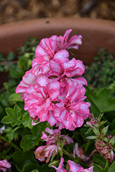 Great Balls of Fire Burgundy Blaze Ivy Leaf Geranium (Pelargonium peltatum 'Great Balls Of Fire Salmon Bicolor') at Lakeshore Garden Centres