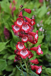 Arabesque Red Beard Tongue (Penstemon hartwegii 'Arabesque Red') at Lakeshore Garden Centres