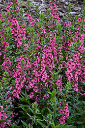 Angelface Perfectly Pink Angelonia (Angelonia angustifolia 'Balang15434') at Lakeshore Garden Centres