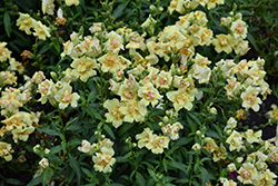 DoubleShot Yellow Red Heart Snapdragon (Antirrhinum majus 'DoubleShot Yellow Red Heart') at Lakeshore Garden Centres