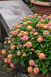 Shamrock Rose Gold Lantana (Lantana 'Balshamrold') at Lakeshore Garden Centres