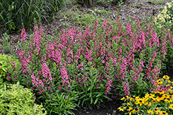 Angelface Perfectly Pink Angelonia (Angelonia angustifolia 'Balang15434') at Lakeshore Garden Centres
