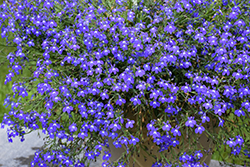 Masterpiece Blue with Eye Lobelia (Lobelia erinus 'Masterpiece Blue with Eye') at Lakeshore Garden Centres