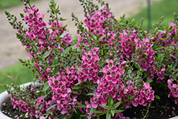 AngelFlare Orchid Pink Angelonia (Angelonia angustifolia 'Balangflorc') at Lakeshore Garden Centres