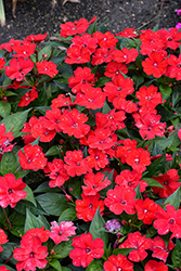 SunPatiens Vigorous Red Impatiens (Impatiens 'SAKIMP048') at Lakeshore Garden Centres