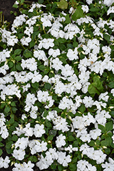 Beacon White Impatiens (Impatiens walleriana 'PAS1357832') at Lakeshore Garden Centres