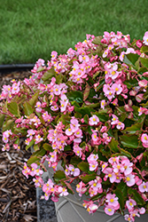 Hula Pink Begonia (Begonia 'PAS1350209') at Lakeshore Garden Centres