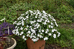 Beacon White Impatiens (Impatiens walleriana 'PAS1357832') at Lakeshore Garden Centres