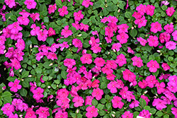 Beacon Violet Shades Impatiens (Impatiens walleriana 'PAS1357834') at Lakeshore Garden Centres