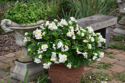 Big White Green Leaf Begonia (Begonia 'Big White Green Leaf') at Lakeshore Garden Centres