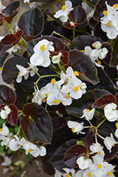 Big White Bronze Leaf Begonia (Begonia 'Big White Bronze Leaf') at Lakeshore Garden Centres