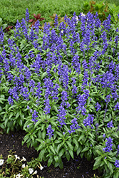 Sallyfun Blue Emotion Salvia (Salvia farinacea 'Sallyfun Blue Emotion') at Lakeshore Garden Centres