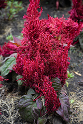 Bright Sparks Burgundy Celosia (Celosia plumosa 'Bright Sparks Burgundy') at Lakeshore Garden Centres