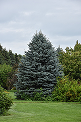 Fat Albert Blue Spruce (Picea pungens 'Fat Albert') at Peter Knippel Garden Centre
