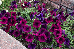 Easy Wave Burgundy Velour Petunia (Petunia 'Easy Wave Burgundy Velour') at Lakeshore Garden Centres