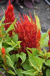 Bright Sparks Scarlet Celosia (Celosia plumosa 'Bright Sparks Scarlet') at Lakeshore Garden Centres