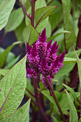 Celway Purple Celosia (Celosia 'Celway Purple') at Lakeshore Garden Centres
