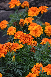 Bonanza Bolero Marigold (Tagetes patula 'PAS1197788') at Lakeshore Garden Centres